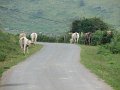 (113) 2007 Dans la campagne